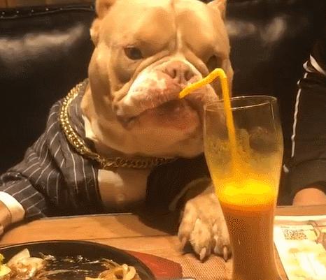 宠物餐具也要讲究，选对了狗狗更爱吃饭​