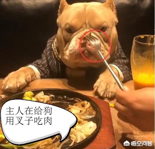 宠物餐具也要讲究，选对了狗狗更爱吃饭​